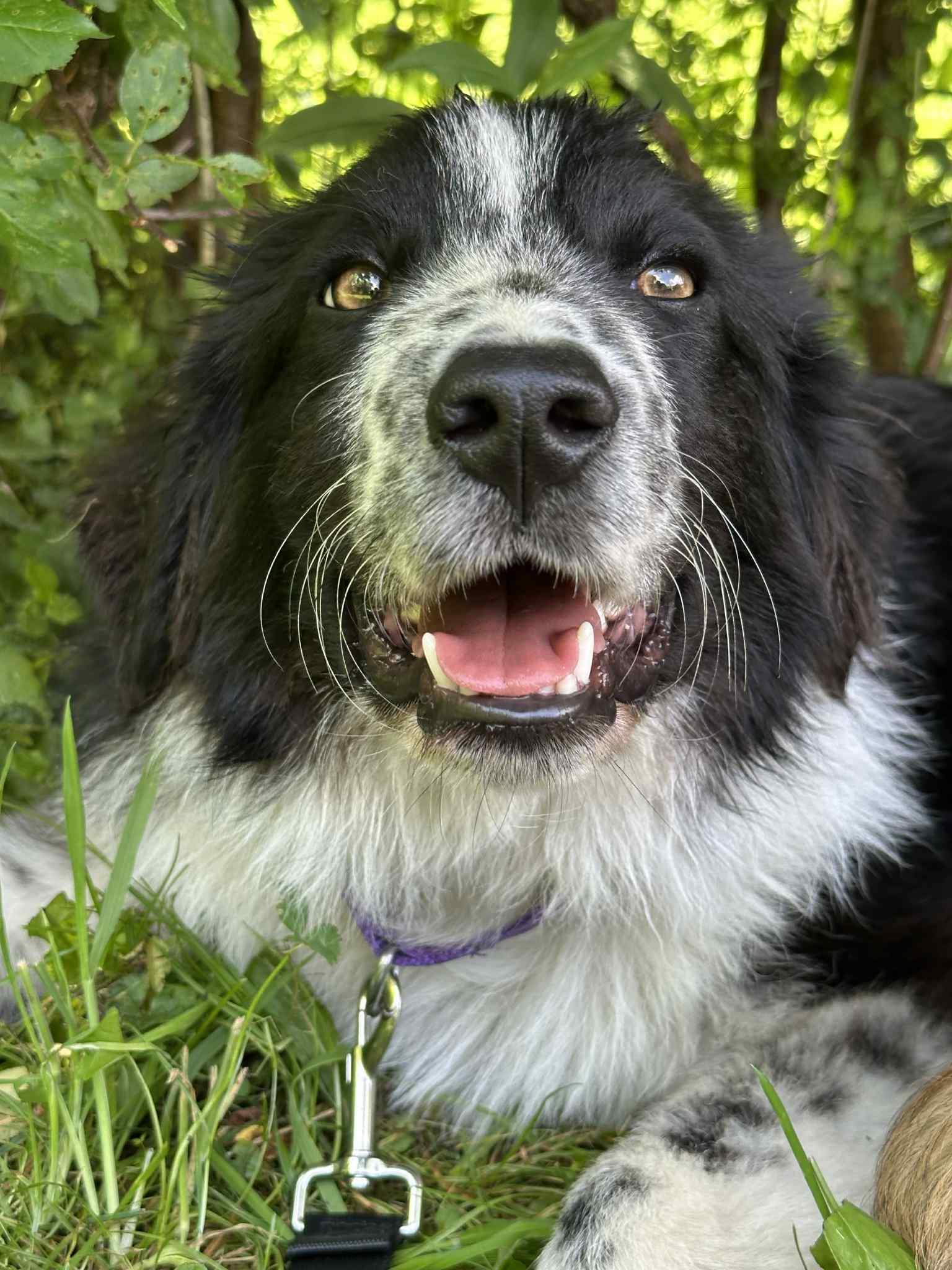 Arlo
