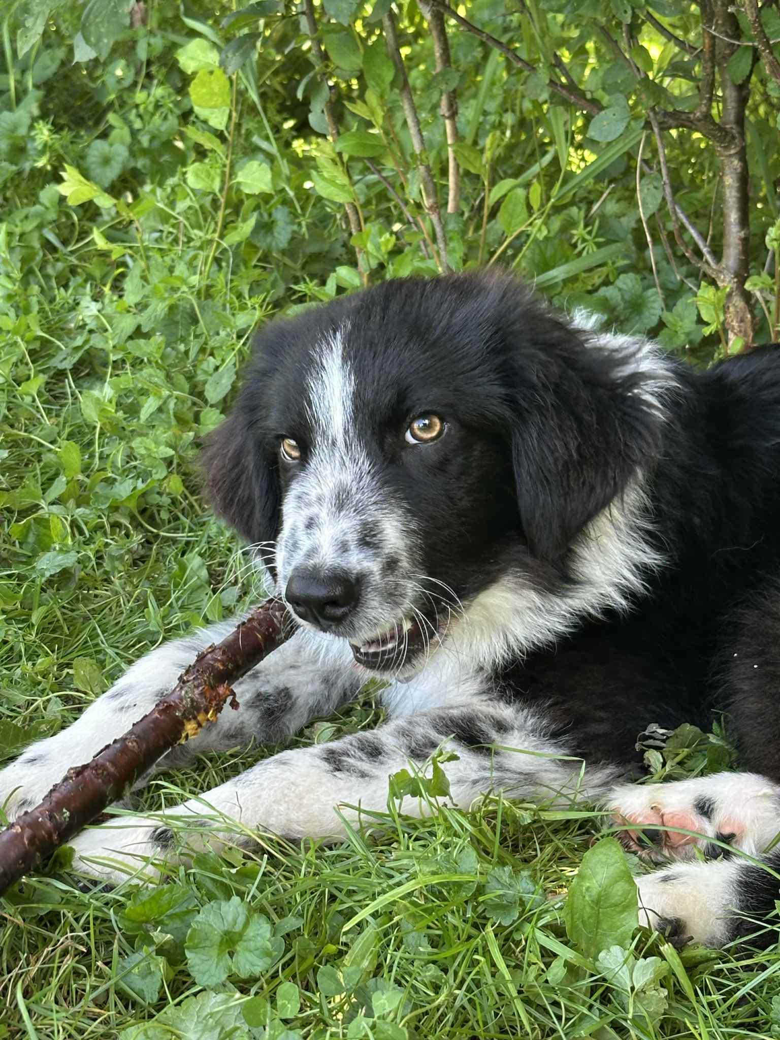 Arlo
