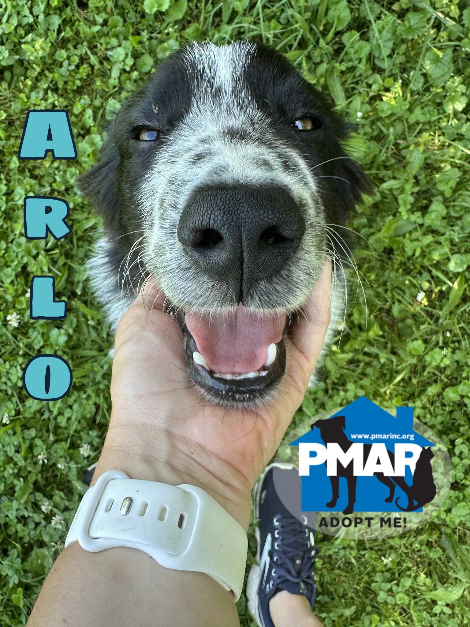 Arlo
