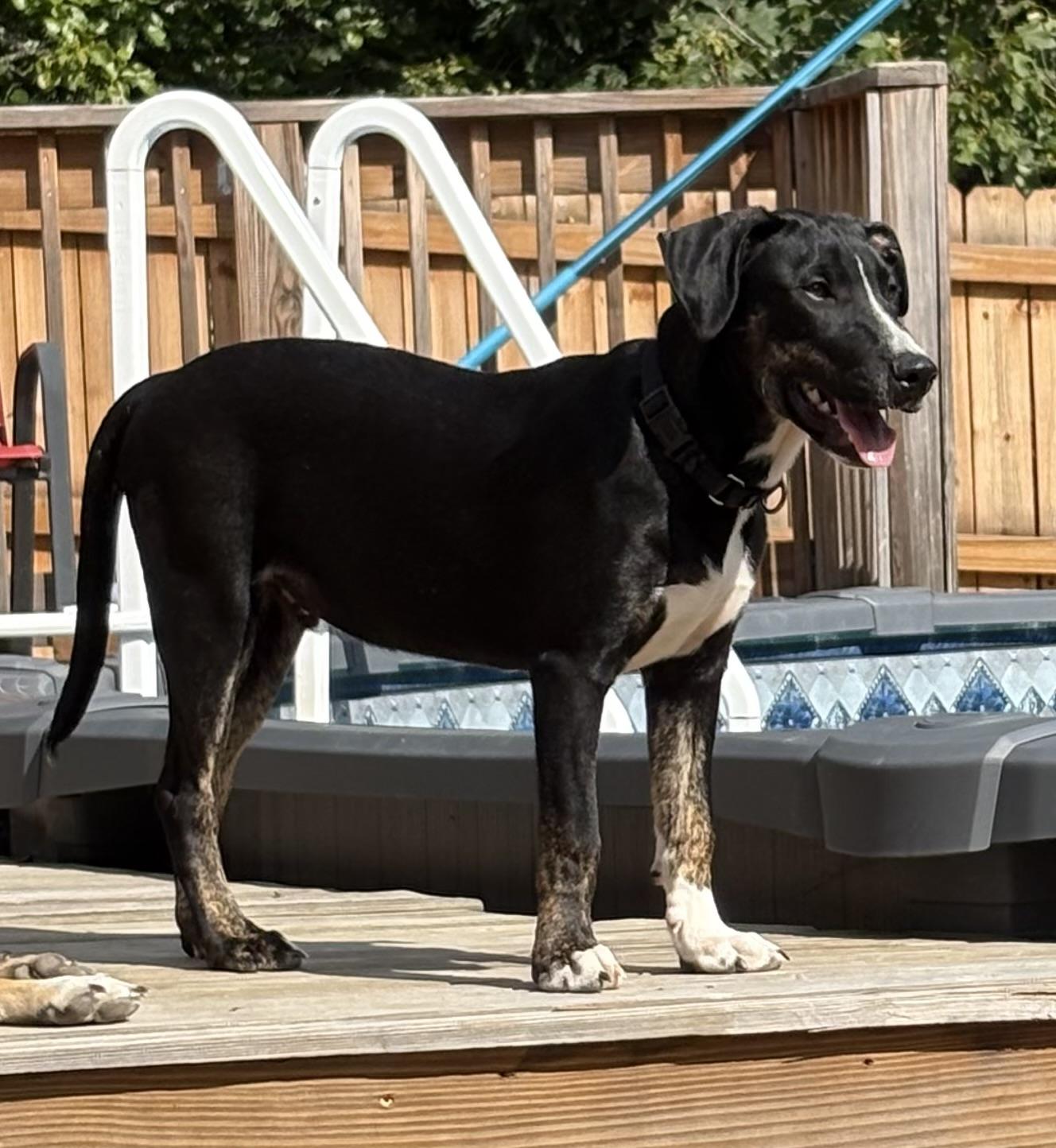Enlarge Tony, a Adoptable mixed breed in Orland Park, IL image 4/6