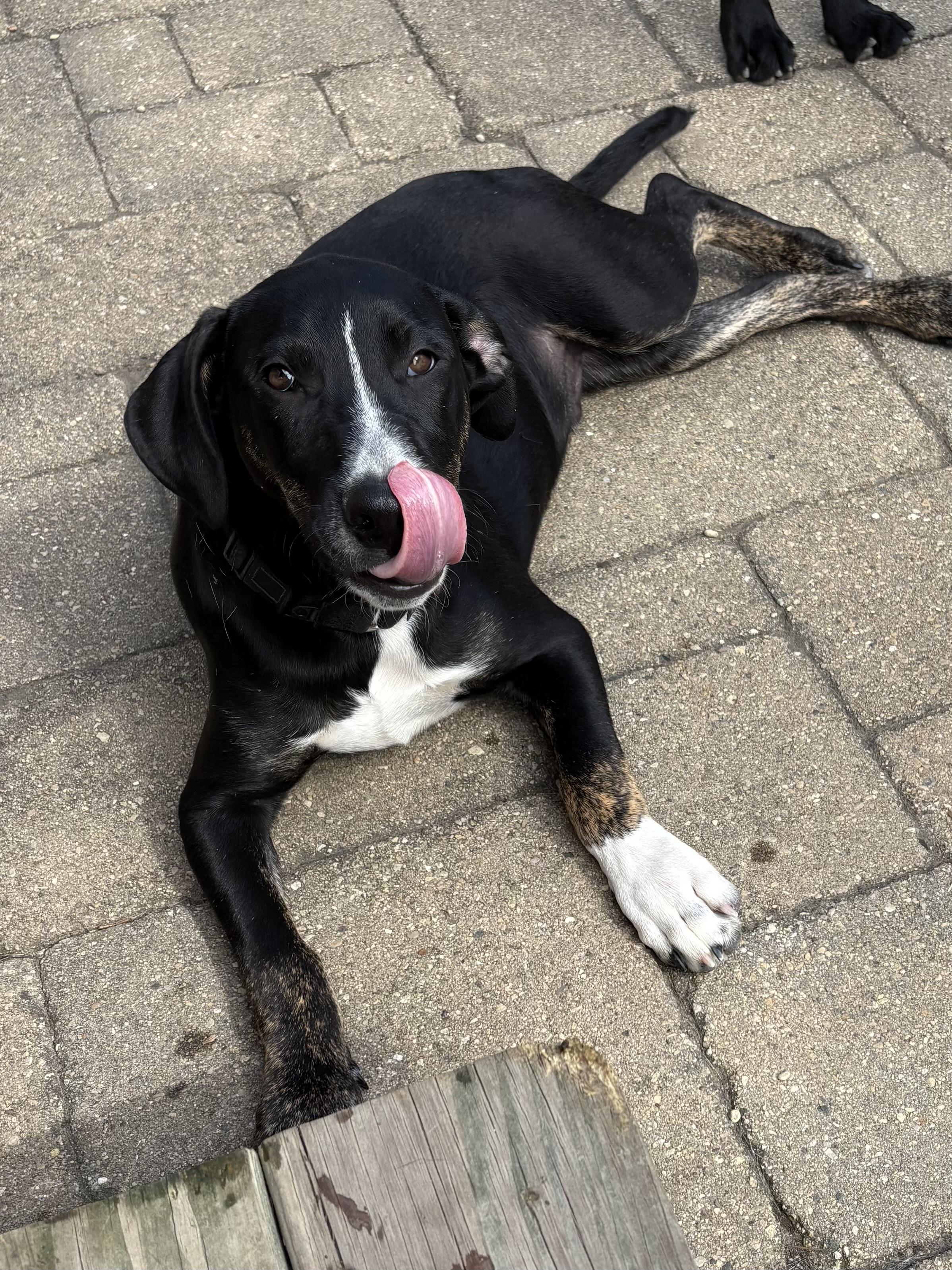 Enlarge Tony, a Adoptable mixed breed in Orland Park, IL image 5/6