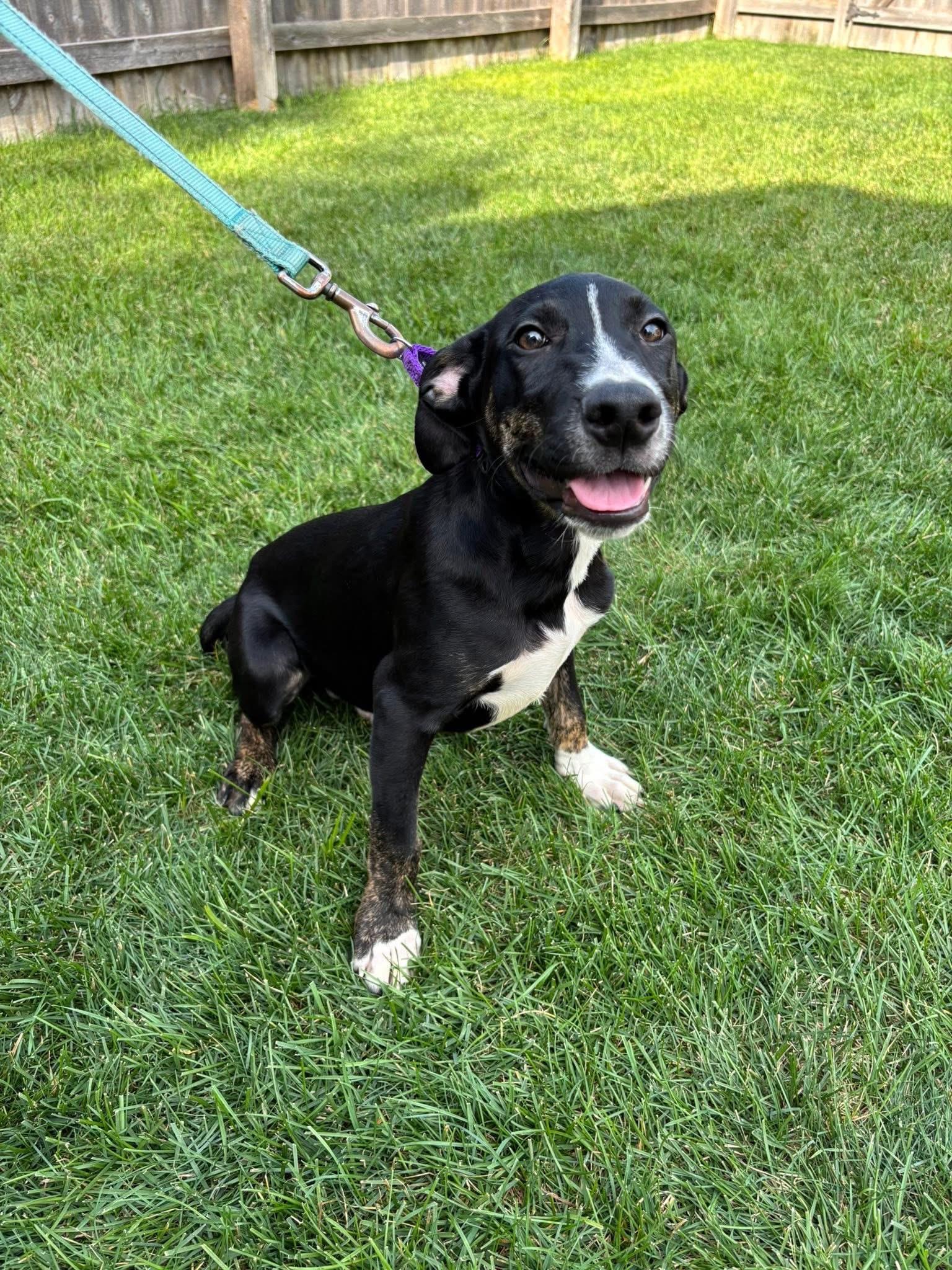 Enlarge Tony, a Adoptable mixed breed in Orland Park, IL image 3/6