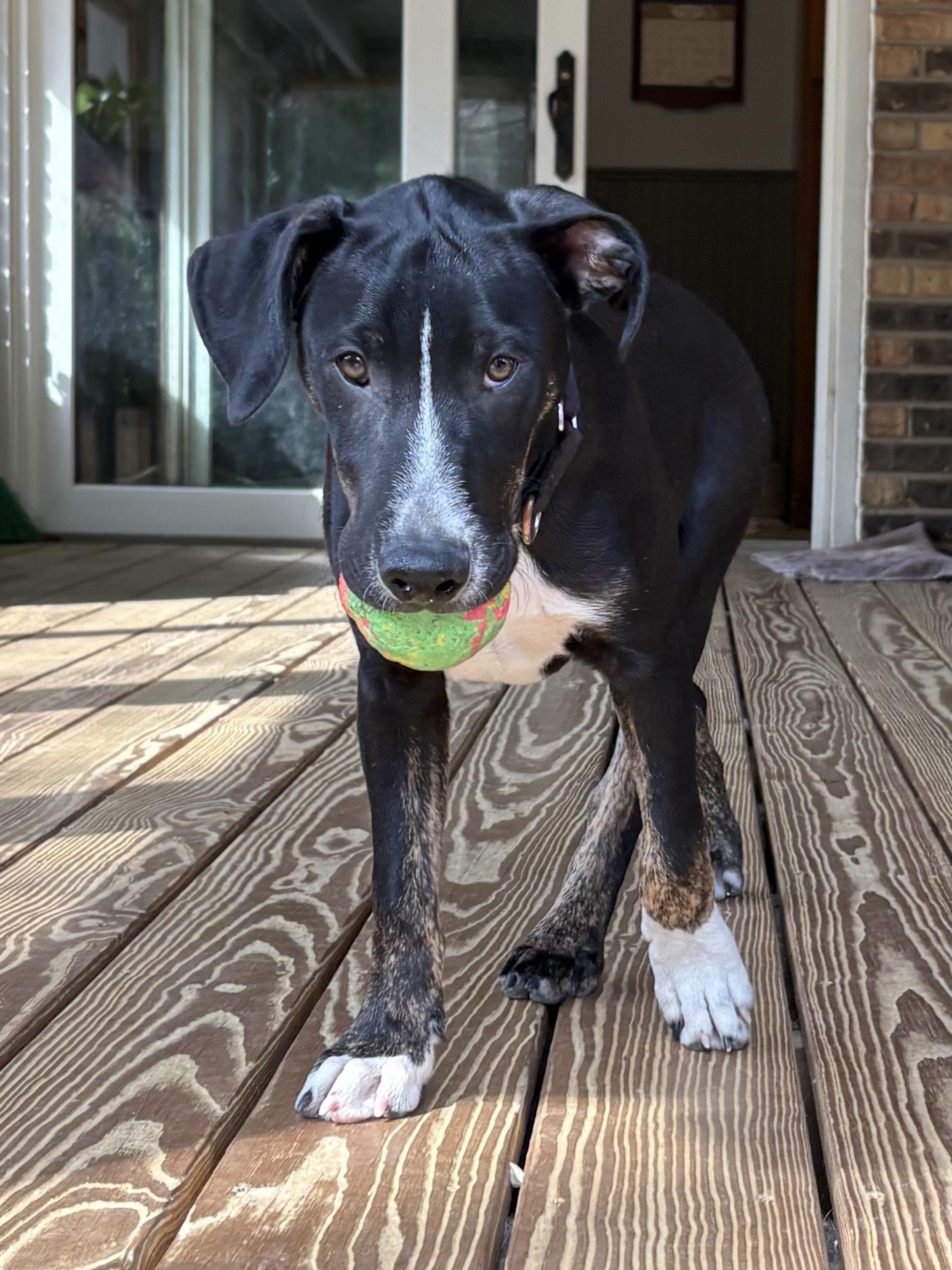 Enlarge Tony, a Adoptable mixed breed in Orland Park, IL image 1/6