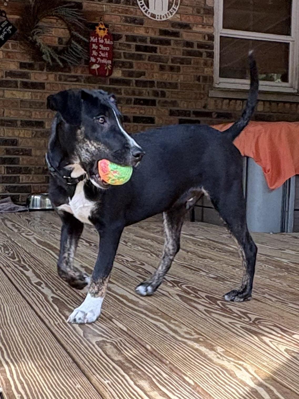Enlarge Tony, a Adoptable mixed breed in Orland Park, IL image 6/6