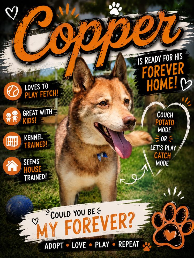 Copper, a Adoptable Husky in Mauston, WI image 1/2