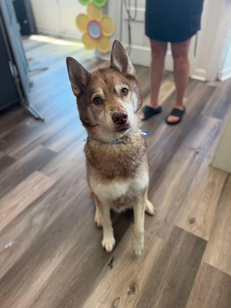 Copper, a Adoptable Husky in Mauston, WI image 2/2