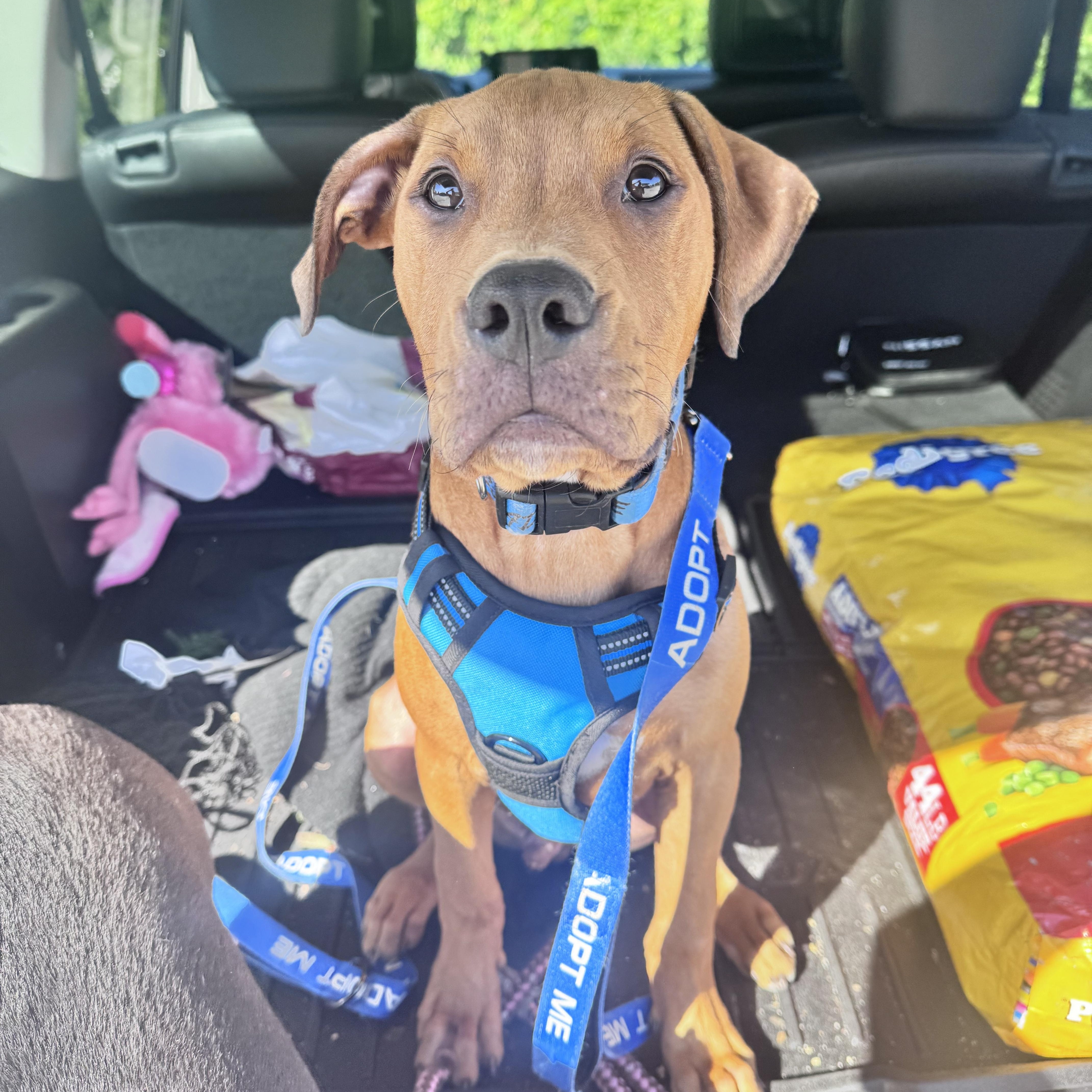 Enlarge Sprout, a Adoptable mixed breed in Annapolis, MD image 1/6