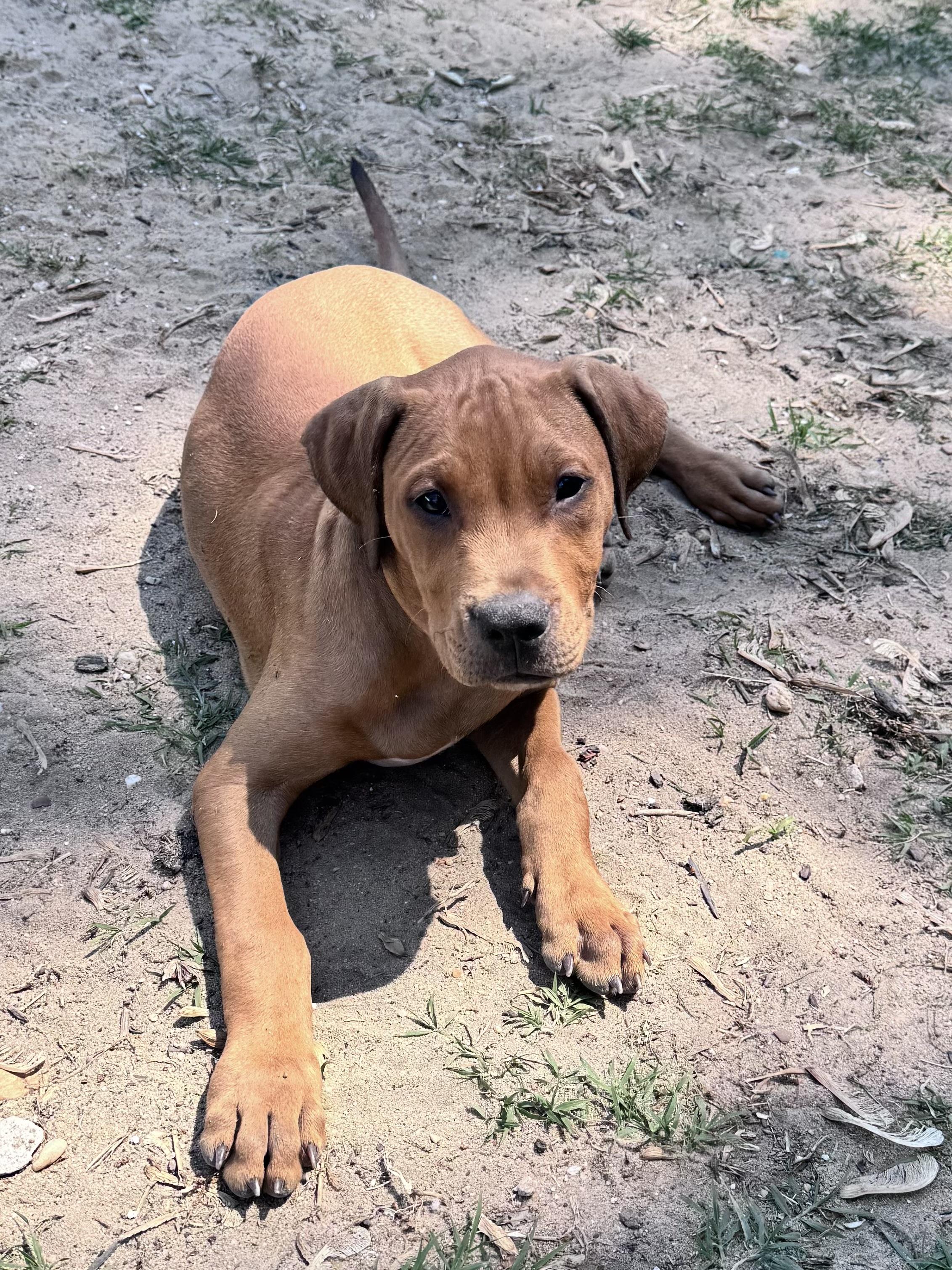 Enlarge Sprout, a Adoptable mixed breed in Annapolis, MD image 6/6
