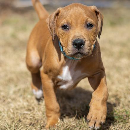 Enlarge Sprout, a Adoptable mixed breed in Pasadena, MD image 5/6