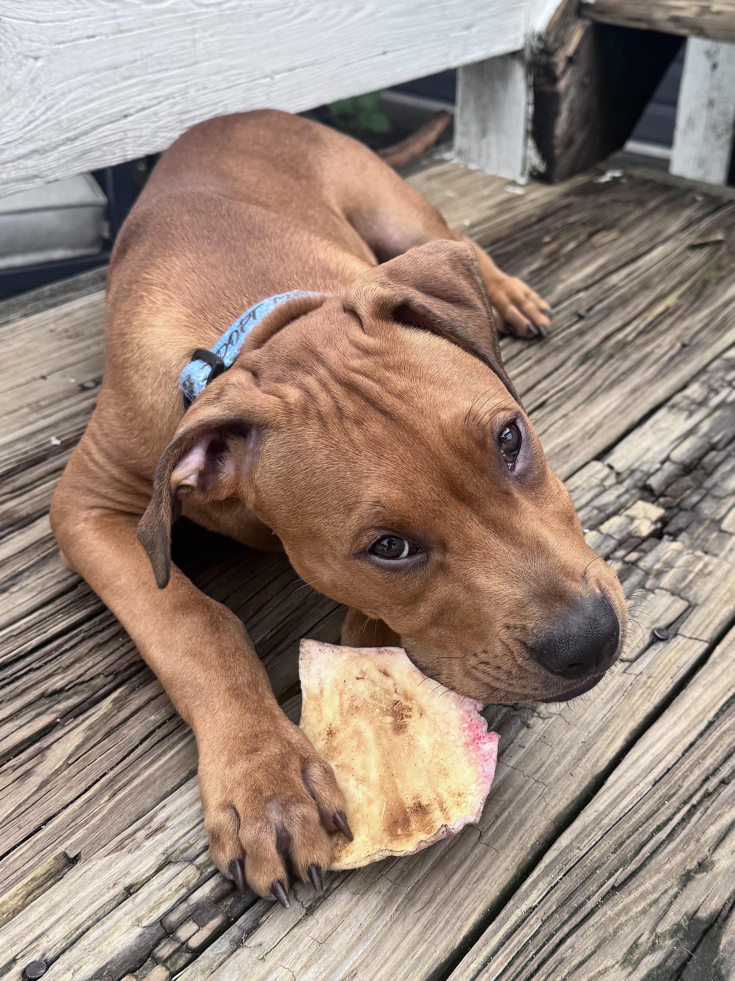 Enlarge Sprout, a Adoptable mixed breed in Annapolis, MD image 6/6