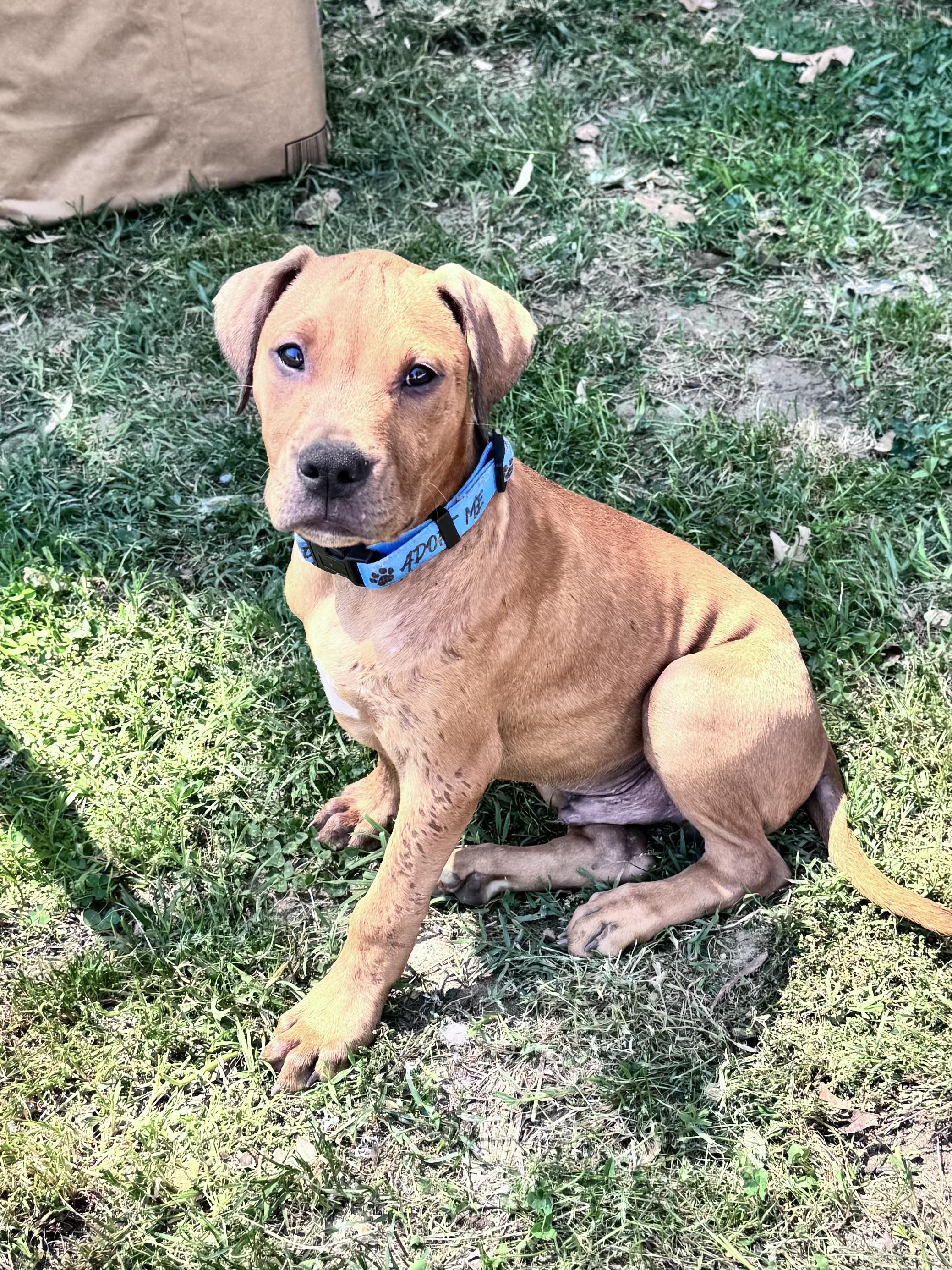 Sprout, Adoptable, Puppy Male Pit Bull Terrier & Mixed Breed.
