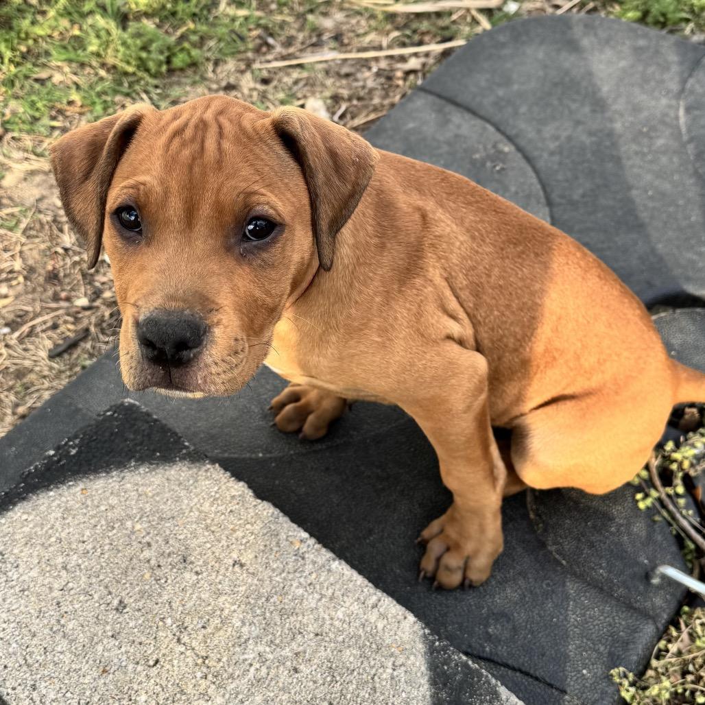 Enlarge Sprout, a Adoptable mixed breed in Annapolis, MD image 2/6