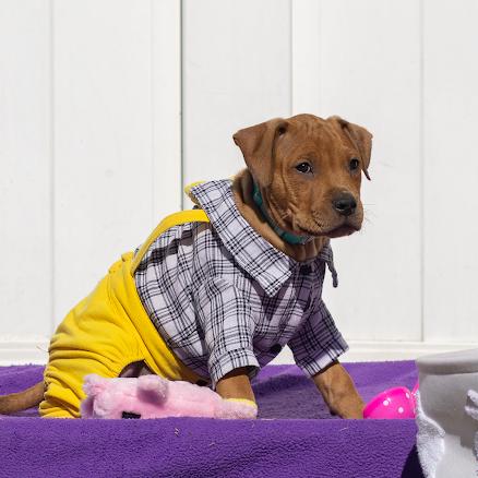 Sprout, Adoptable, Puppy Male Pit Bull Terrier & Mixed Breed.