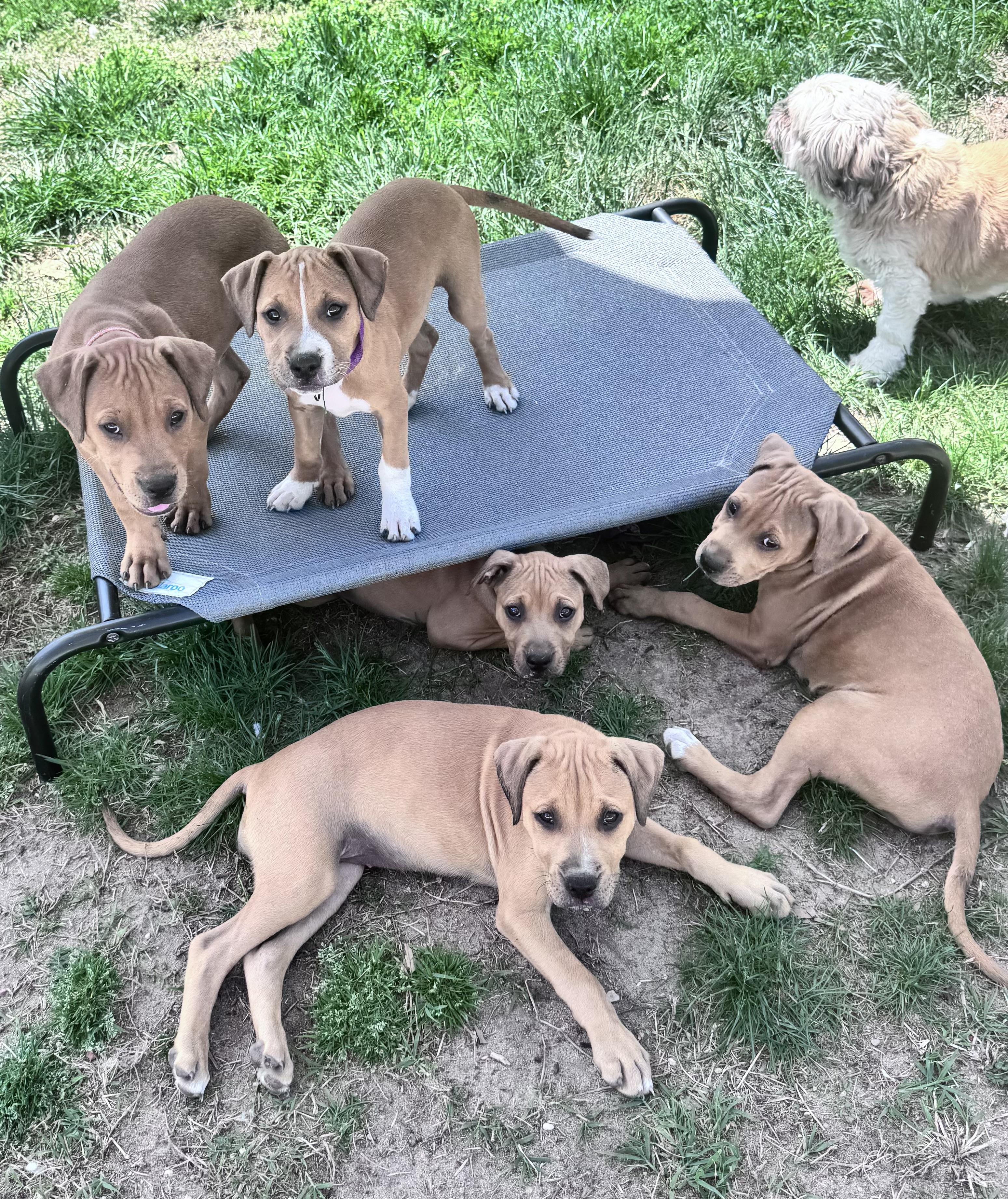 Enlarge Sprout, a Adoptable mixed breed in Annapolis, MD image 6/6