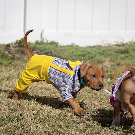 Enlarge Sprout, a Adoptable mixed breed in Pasadena, MD image 6/6