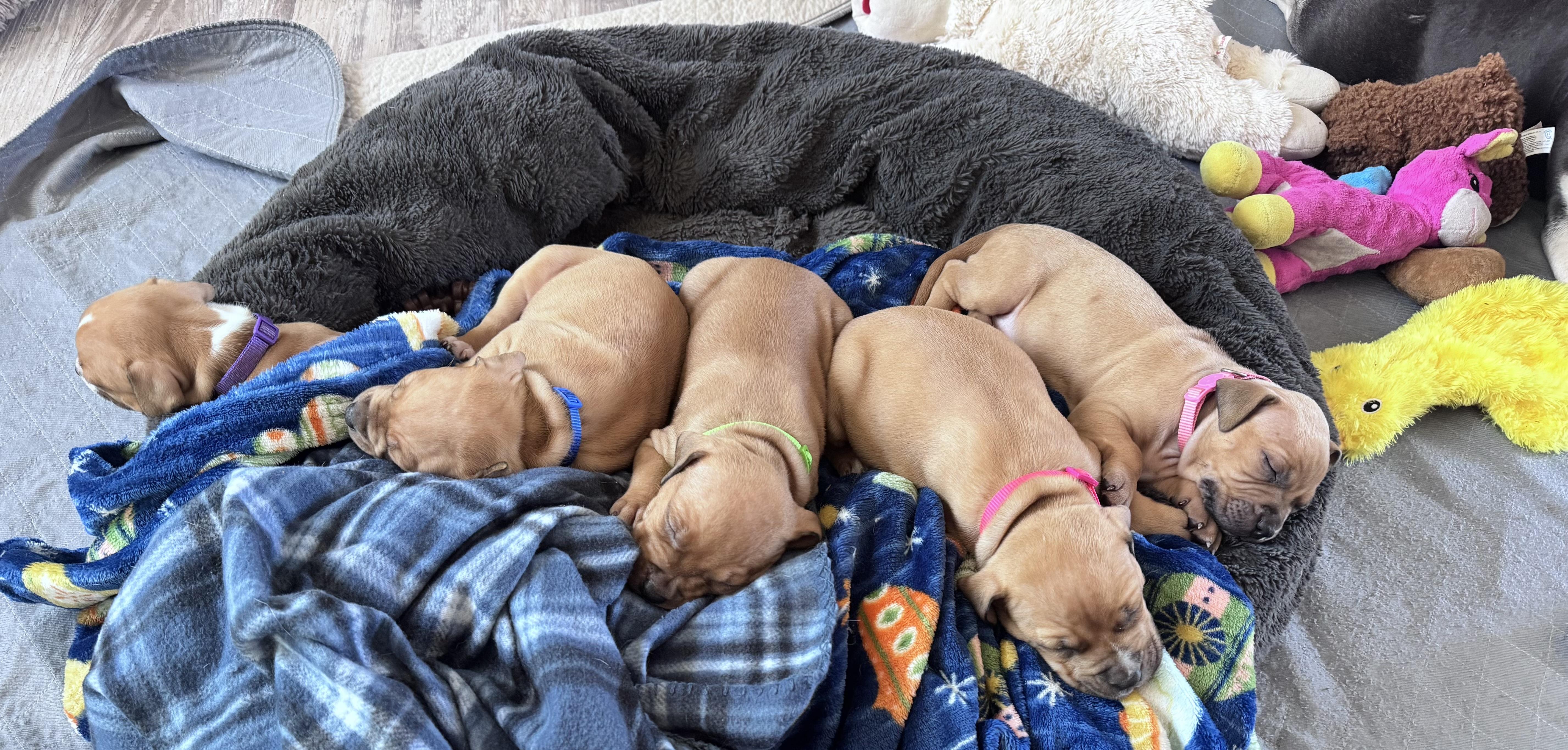 Enlarge Sprout, a Adoptable Pit Bull Terrier in Annapolis, MD image 4/6