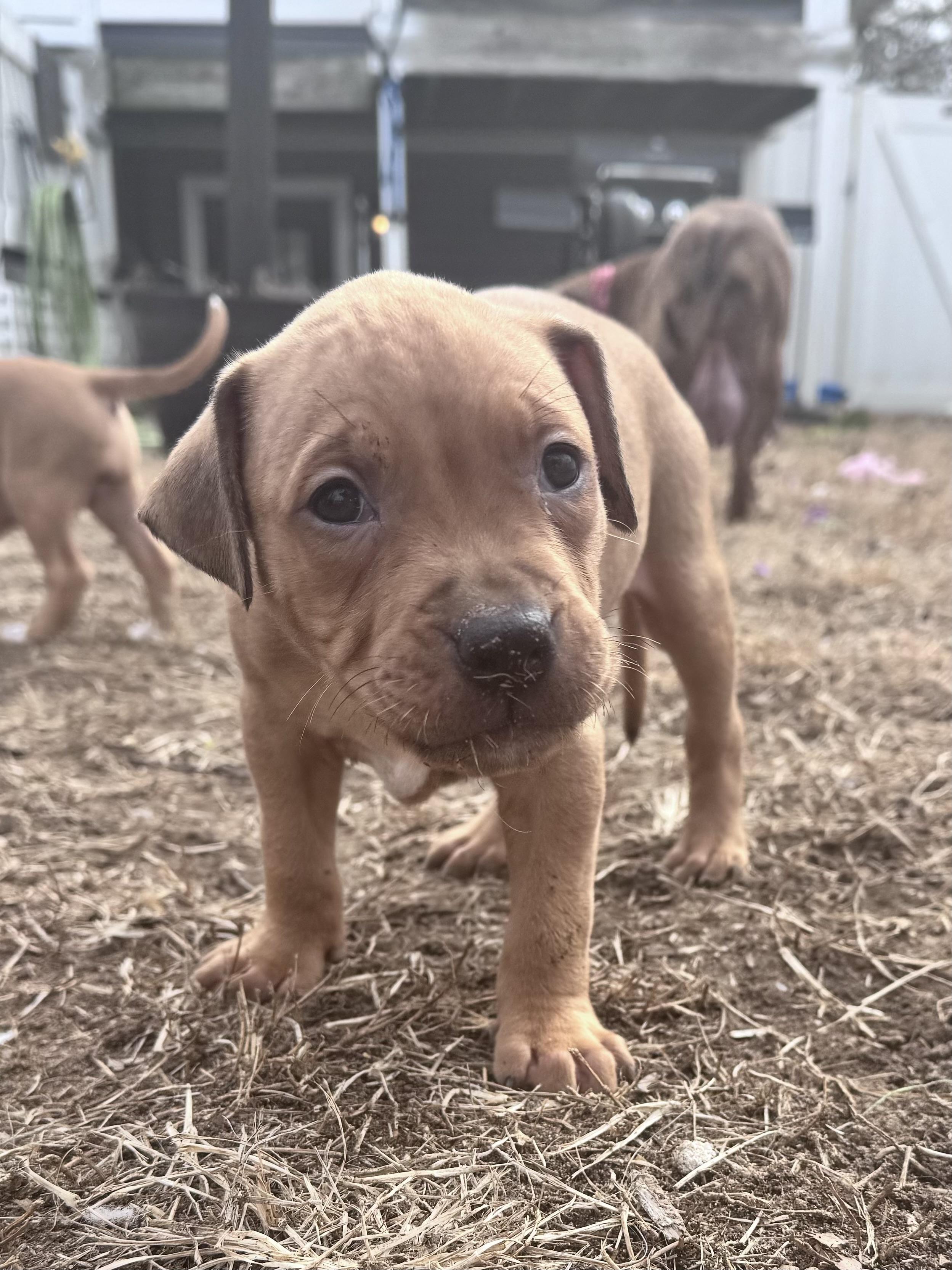 Sprout, Adoptable, Puppy Male Pit Bull Terrier.