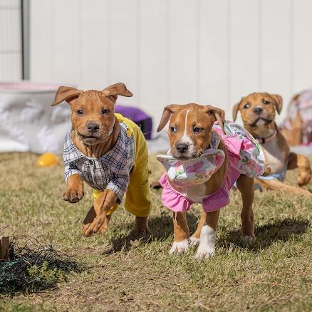 Enlarge Sprout, a Adoptable mixed breed in Pasadena, MD image 4/6