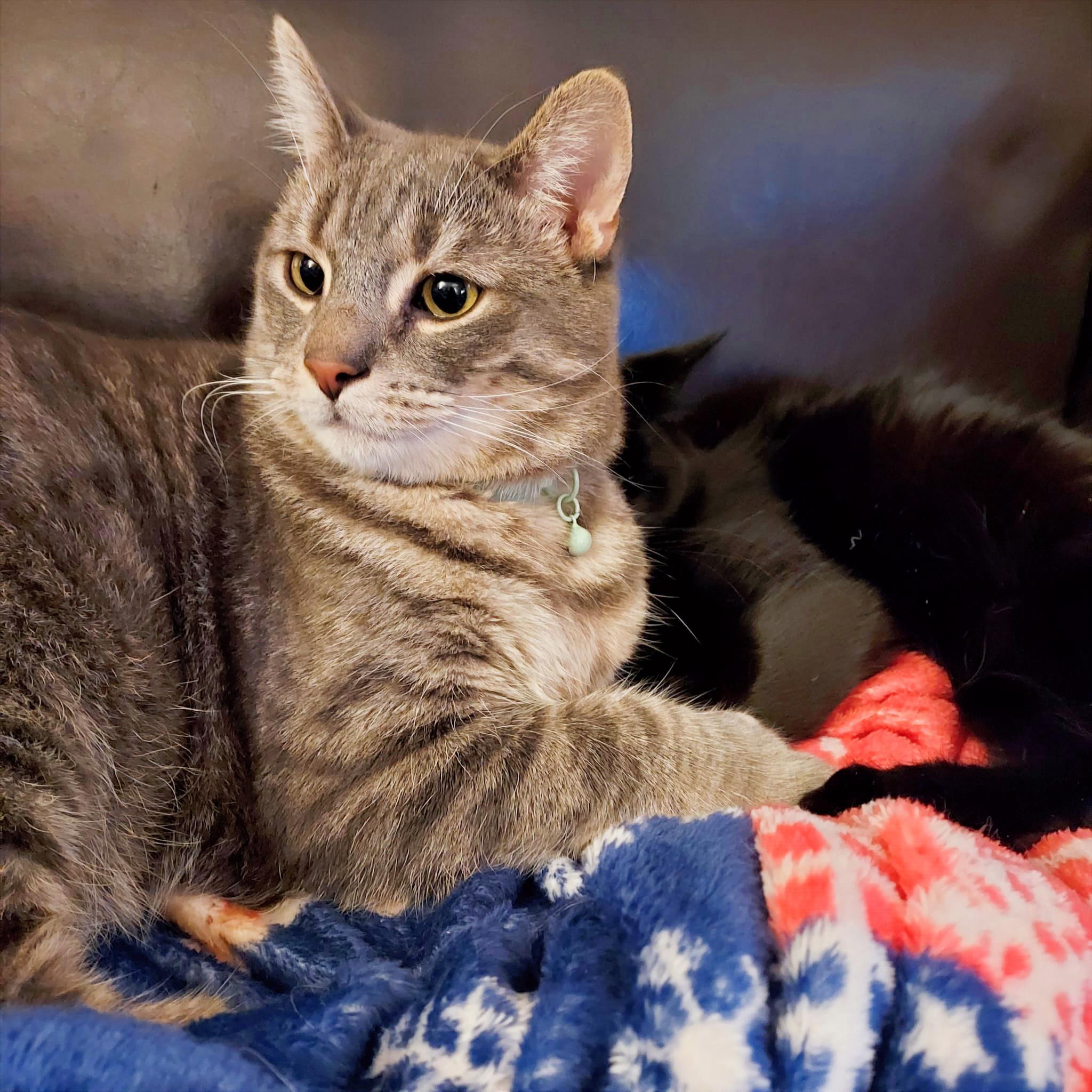 Timmy and Carl, a ADOPTABLE mixed breed in Westford, MA image 4/4