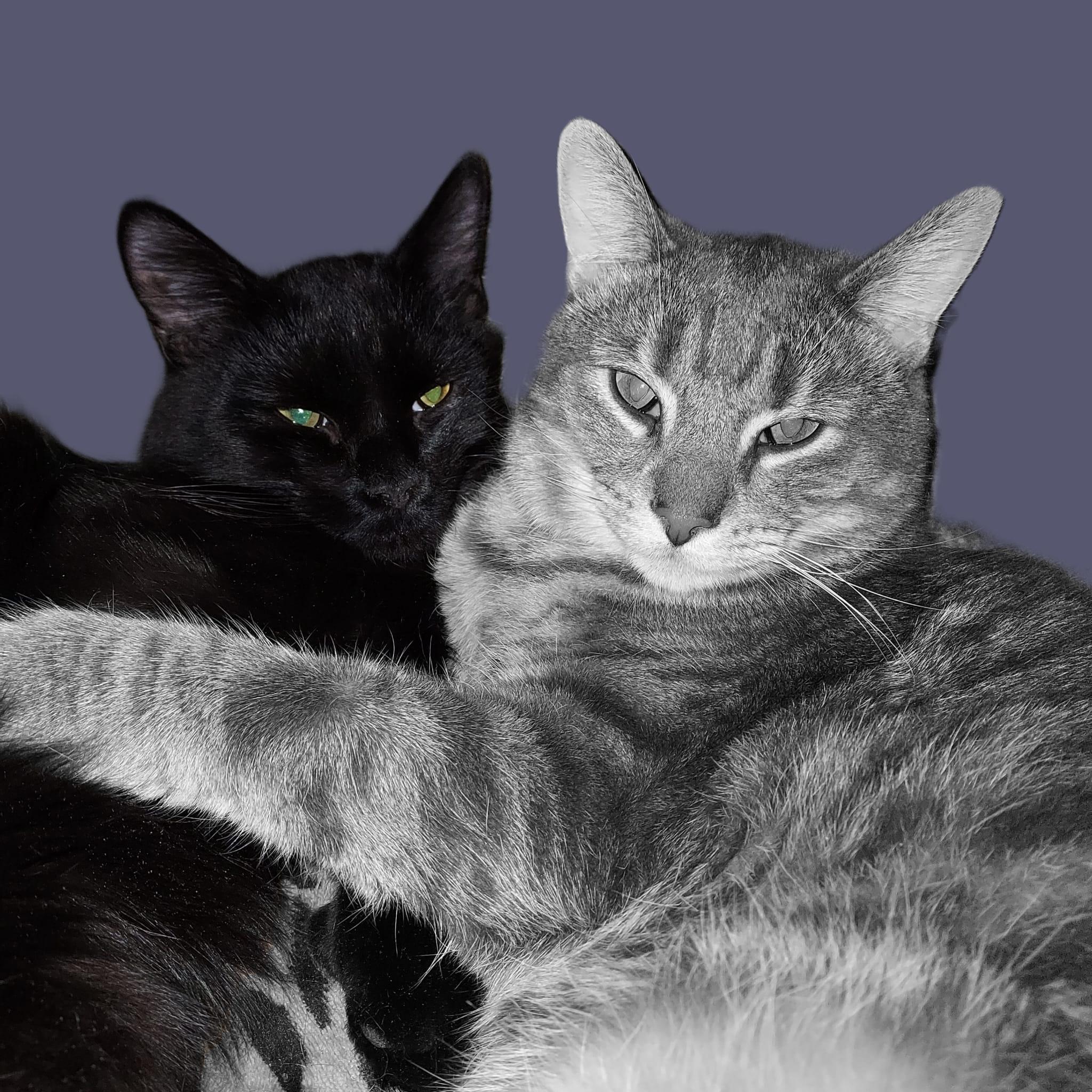 Timmy and Carl, a ADOPTABLE mixed breed in Westford, MA image 1/4