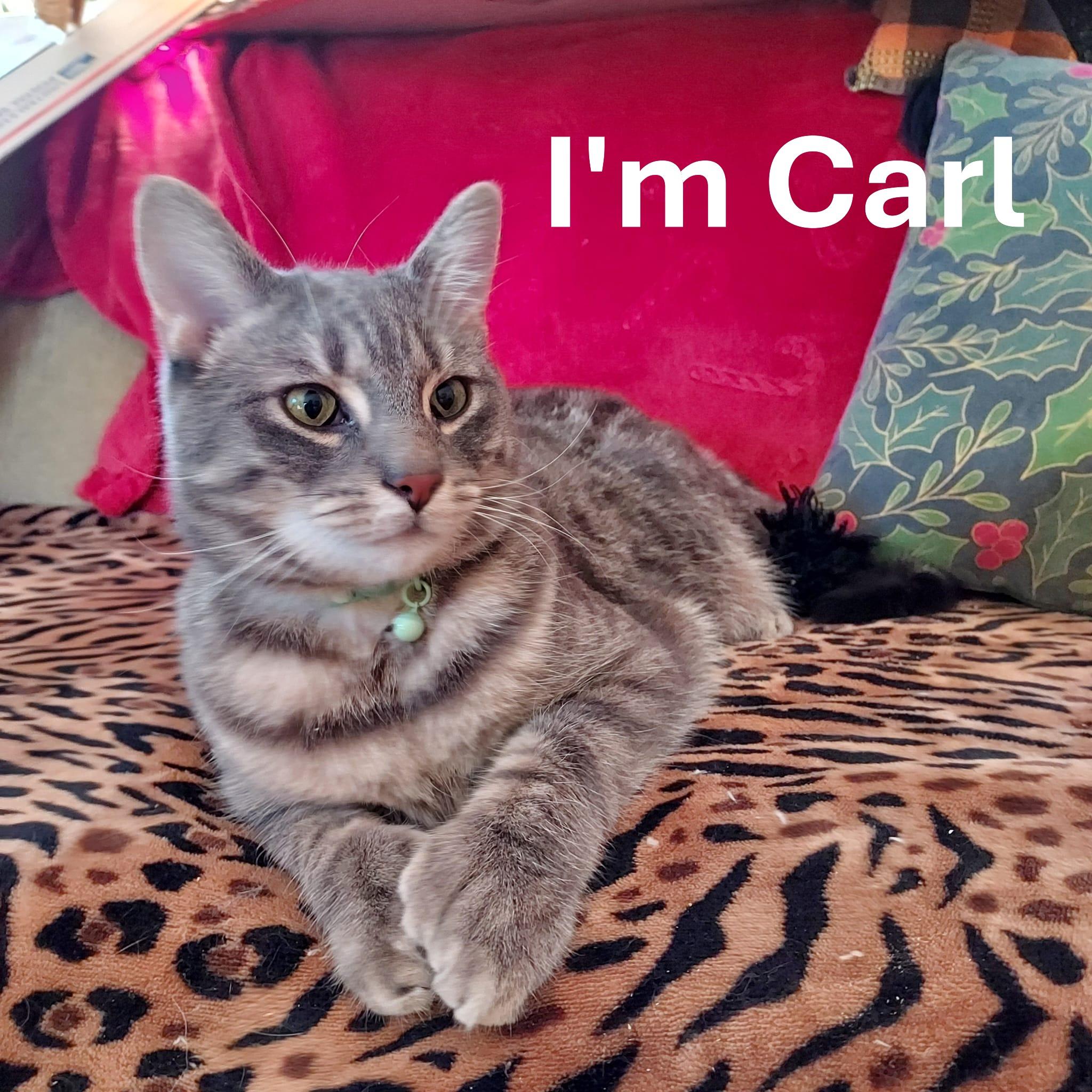 Timmy and Carl, a ADOPTABLE mixed breed in Westford, MA image 2/4