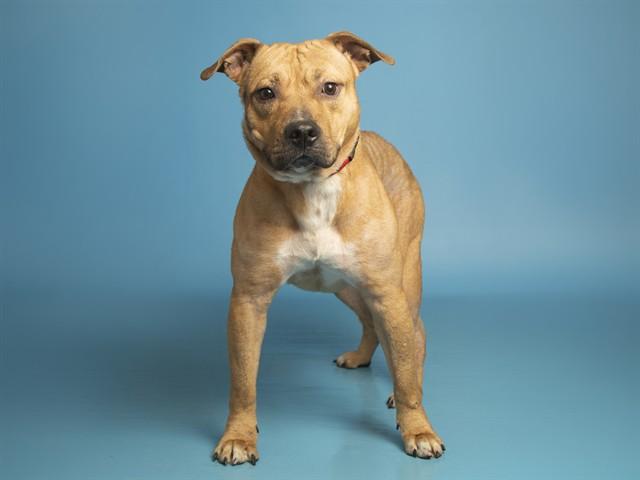 CHEWY, Adoptable, Adult Male Pit Bull Terrier.