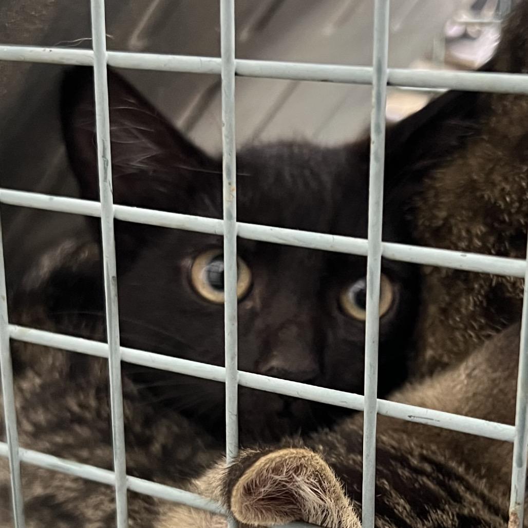Mitzo, Adoptable, Young Male Domestic Short Hair.