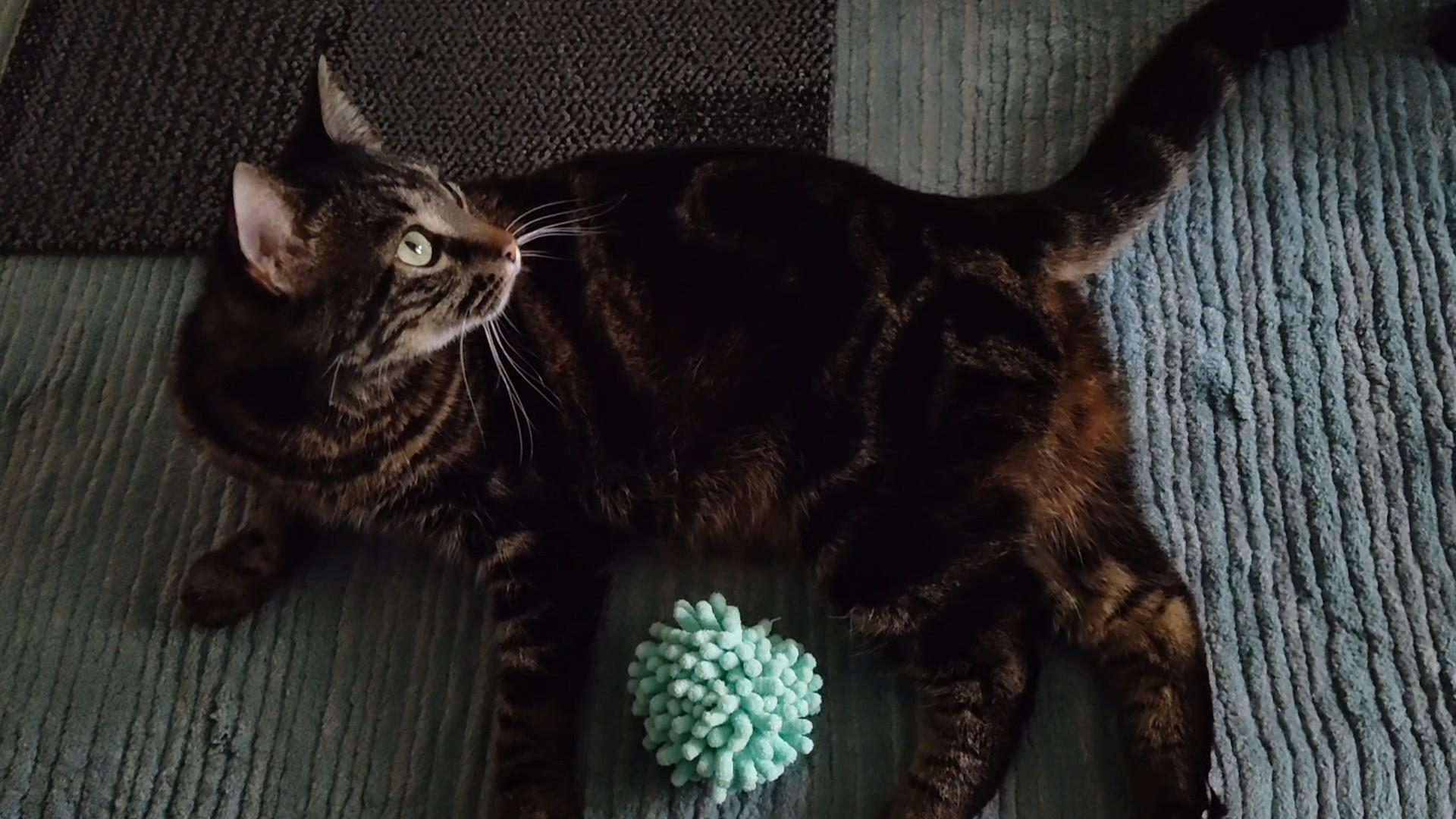 Ruby, Adopted, Young Female American Shorthair.