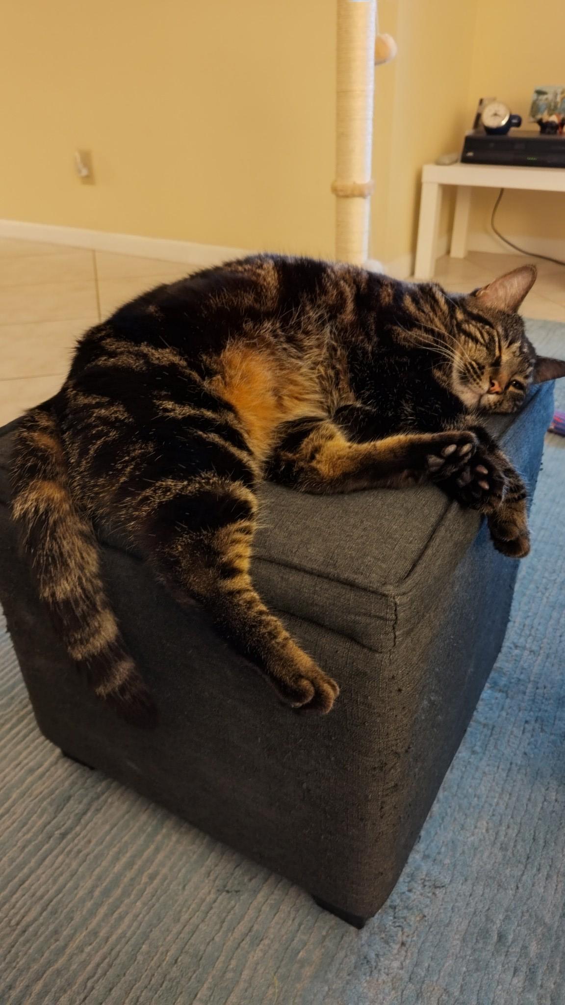 Ruby, a Adopted American Shorthair in Sunrise, FL image 3/5