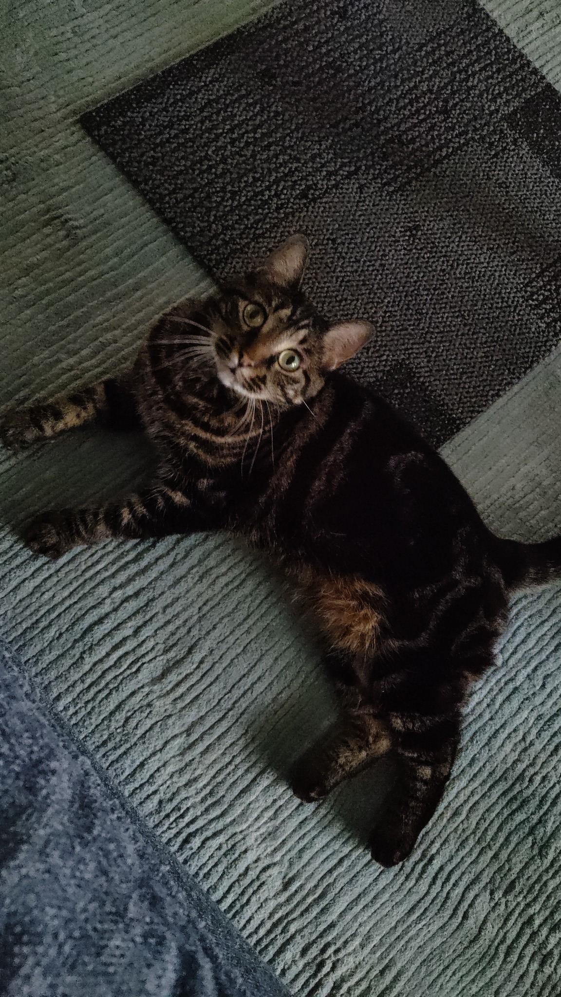 Ruby, a Adopted American Shorthair in Sunrise, FL image 2/5