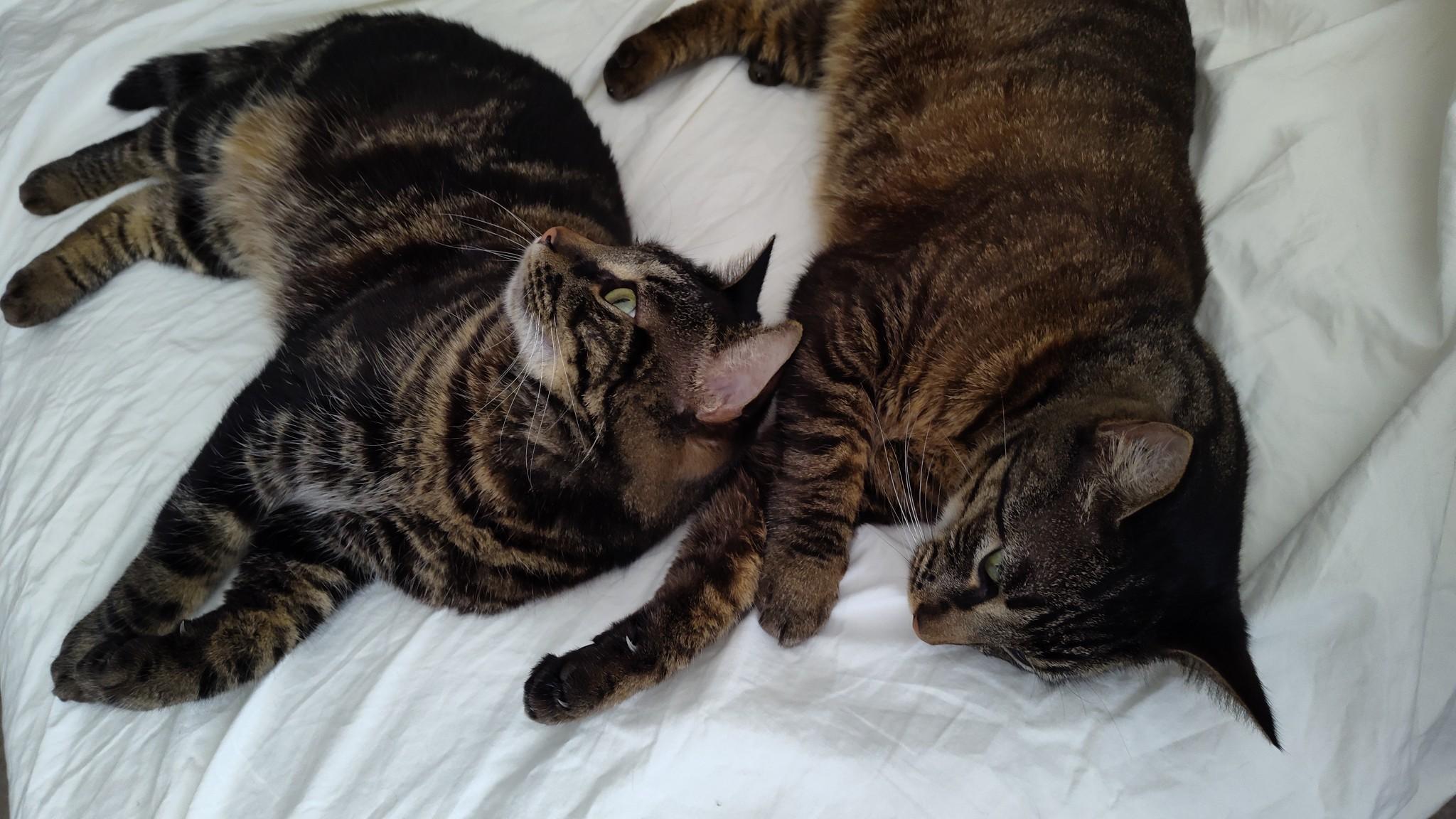 Ruby, a Adopted American Shorthair in Sunrise, FL image 5/5