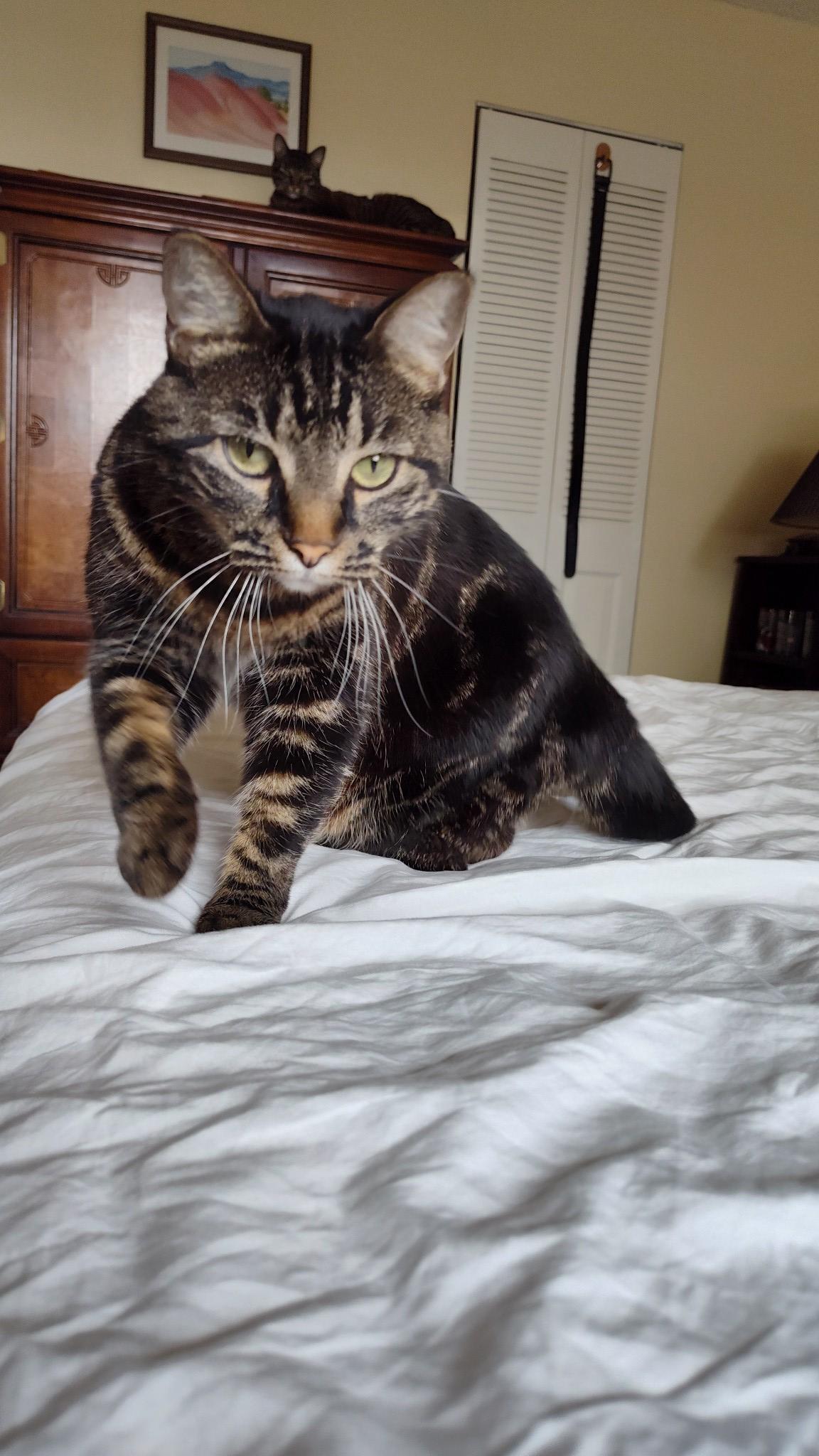 Ruby, a Adopted American Shorthair in Sunrise, FL image 4/5