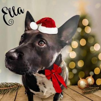 Ella, adoptable, Young Female Staffordshire Bull Terrier & Border Collie.