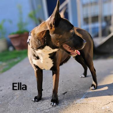 Ella — thumbnail 2