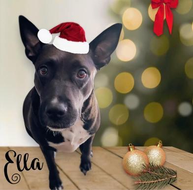 Ella — thumbnail 5