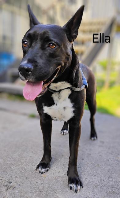 Enlarge Ella, an adoptable mixed breed in Liverpool, TX image 2/6