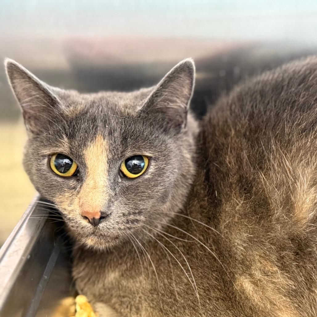Pooh, Adoptable, Young Female Domestic Short Hair & Domestic Short Hair.