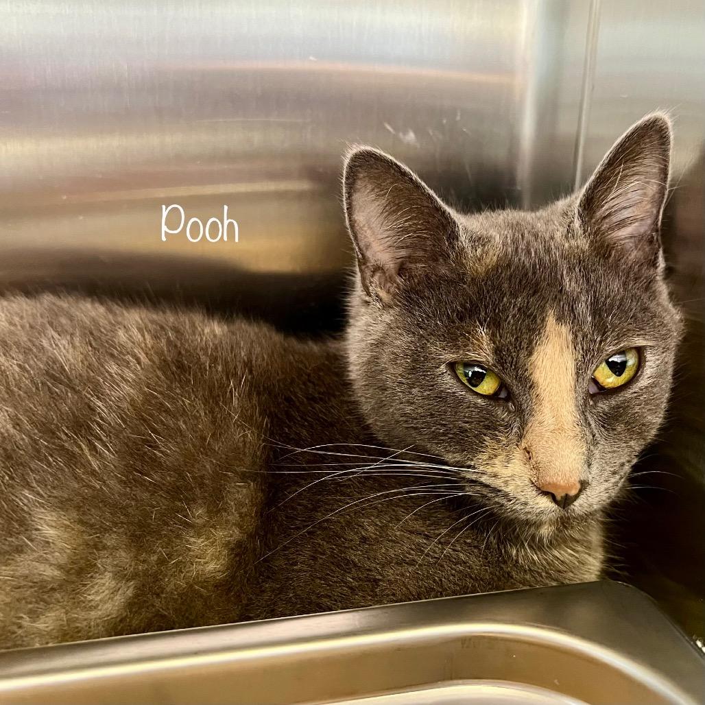 Enlarge Pooh, a Adoptable mixed breed in Madisonville, TN image 2/3