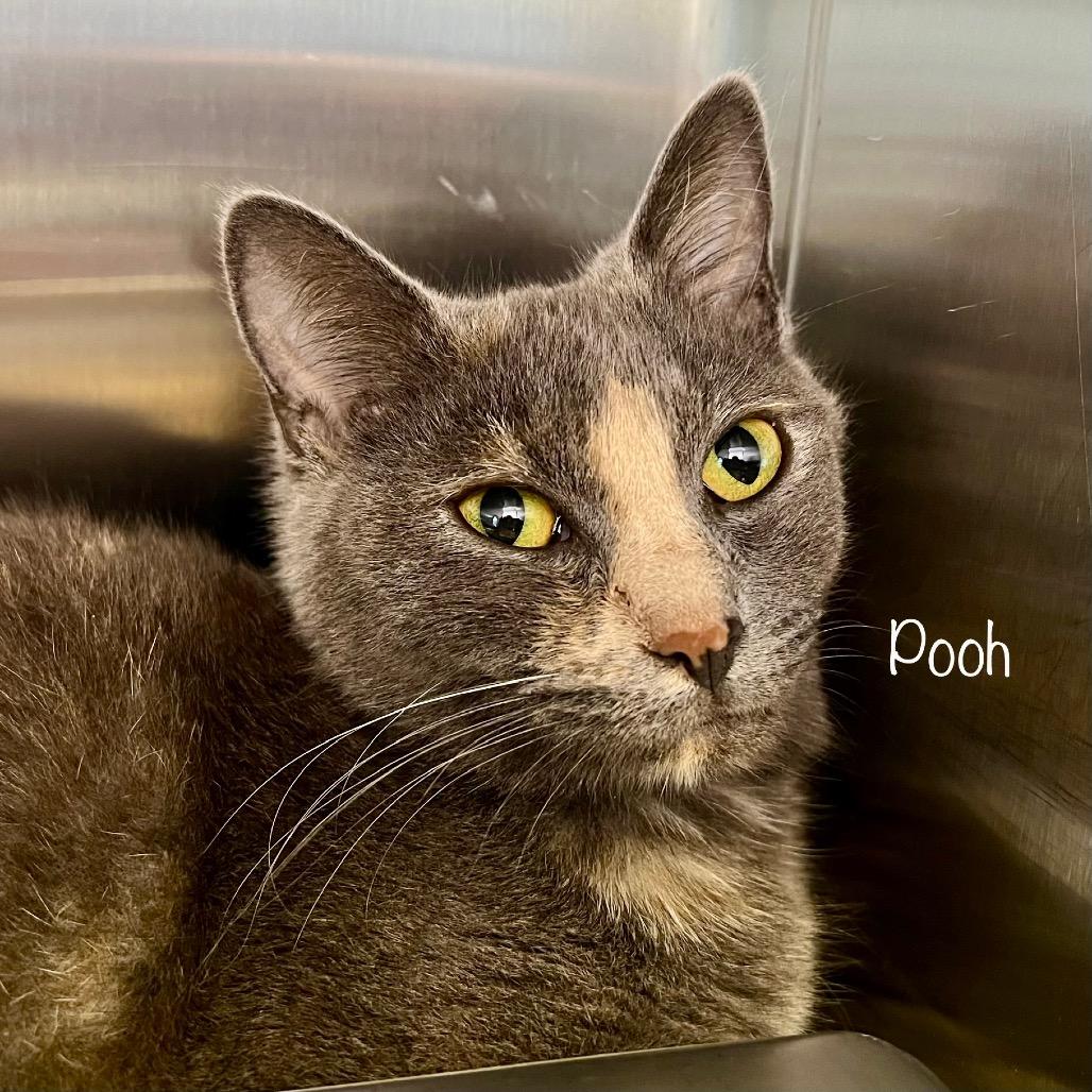 Enlarge Pooh, a Adoptable mixed breed in Madisonville, TN image 3/3