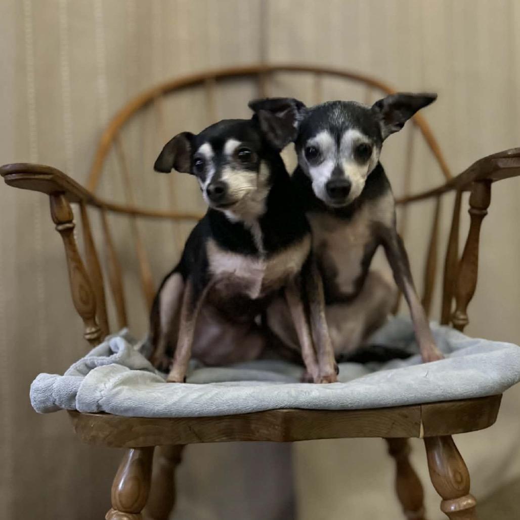 Faline, Adoptable, Senior Female Chihuahua.