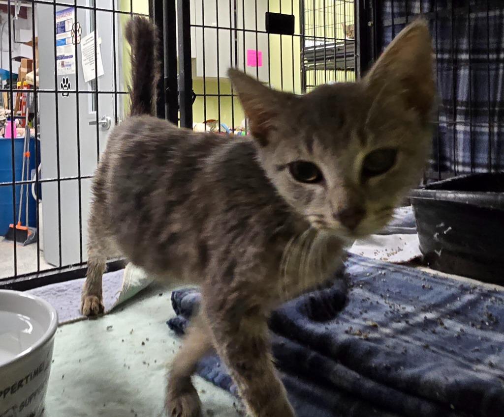 Heat Stroke, Adoptable, Kitten Male Domestic Short Hair.