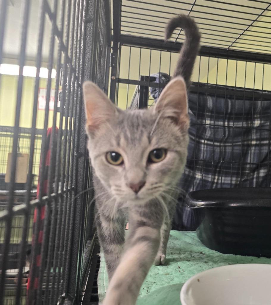 Enlarge Heat Stroke, a Adoptable mixed breed in Auburn, IN image 2/2