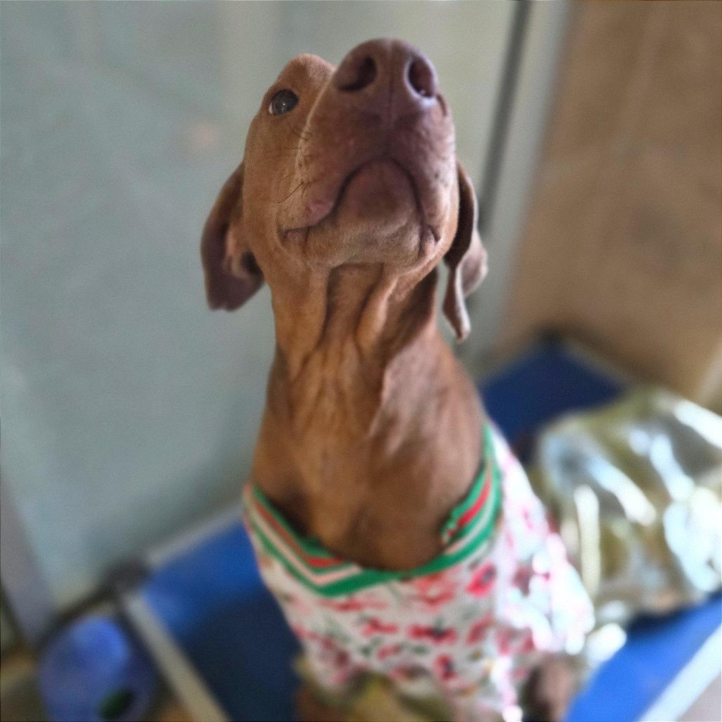 Carmelita — thumbnail 2