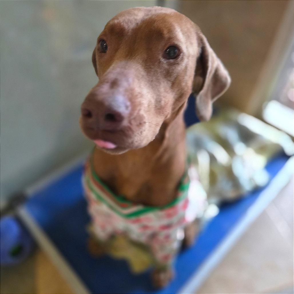 Carmelita — thumbnail 3