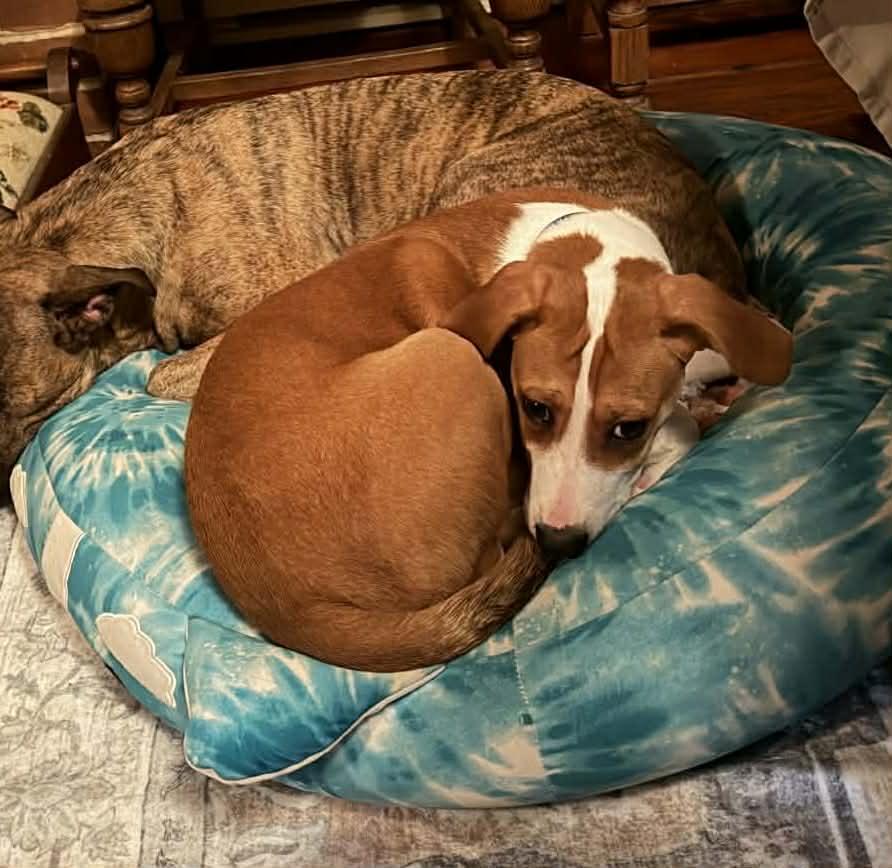 Dennis, Adoptable, Puppy Male Hound & Vizsla.