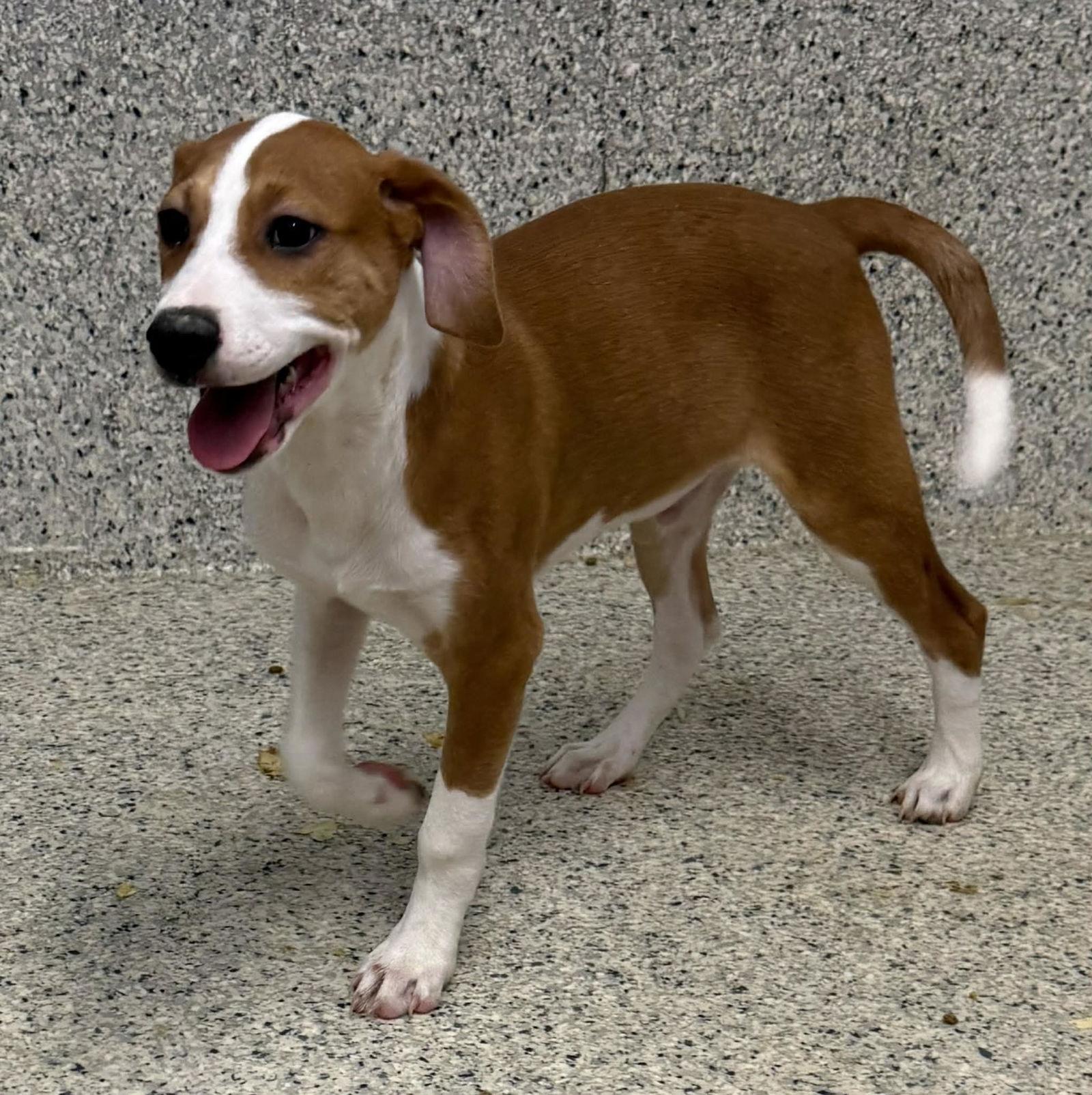 Dennis, Adoptable, Puppy Male Hound & Vizsla.