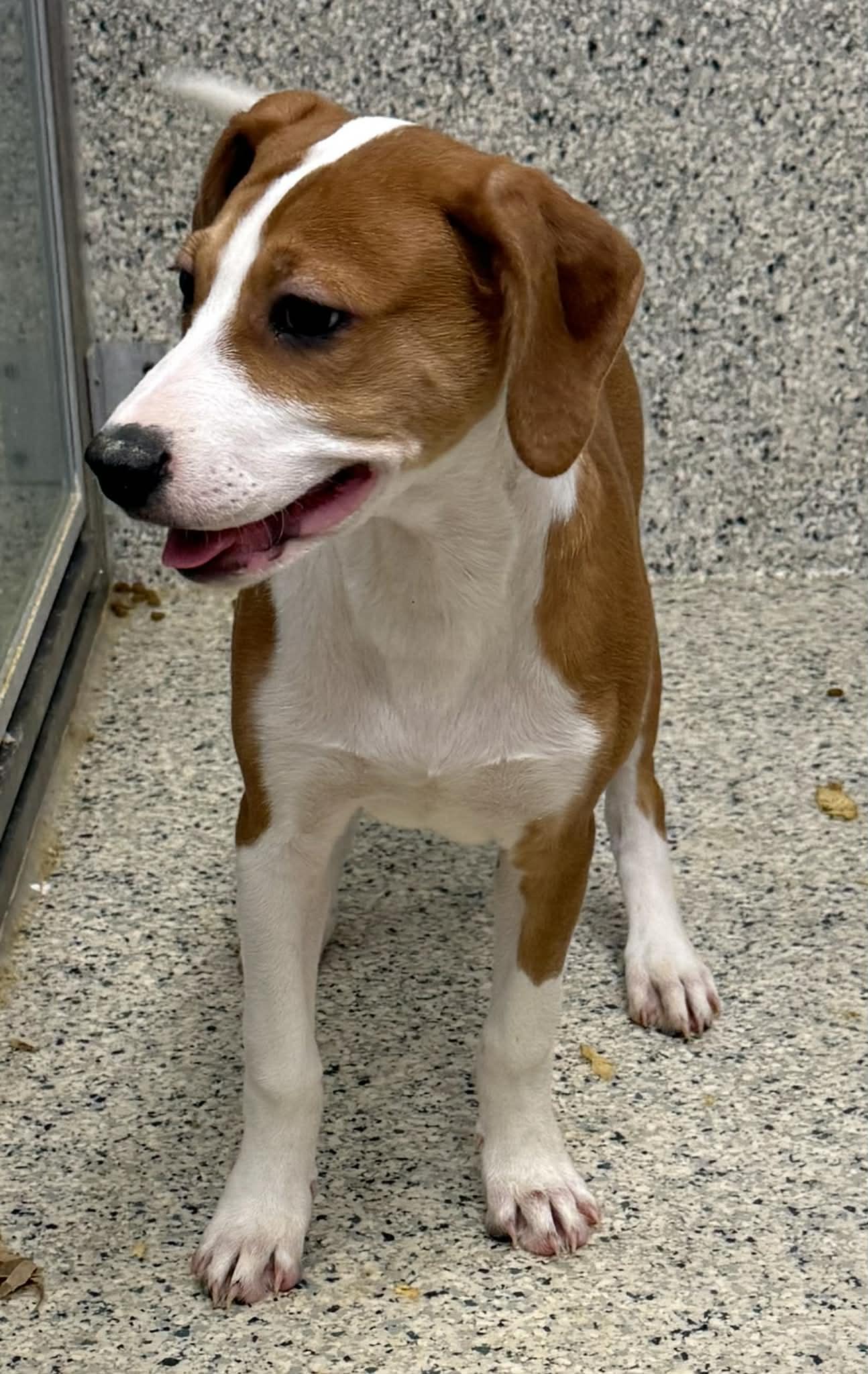 Enlarge Dennis, a Adoptable mixed breed in Mechanicsburg, PA image 2/3