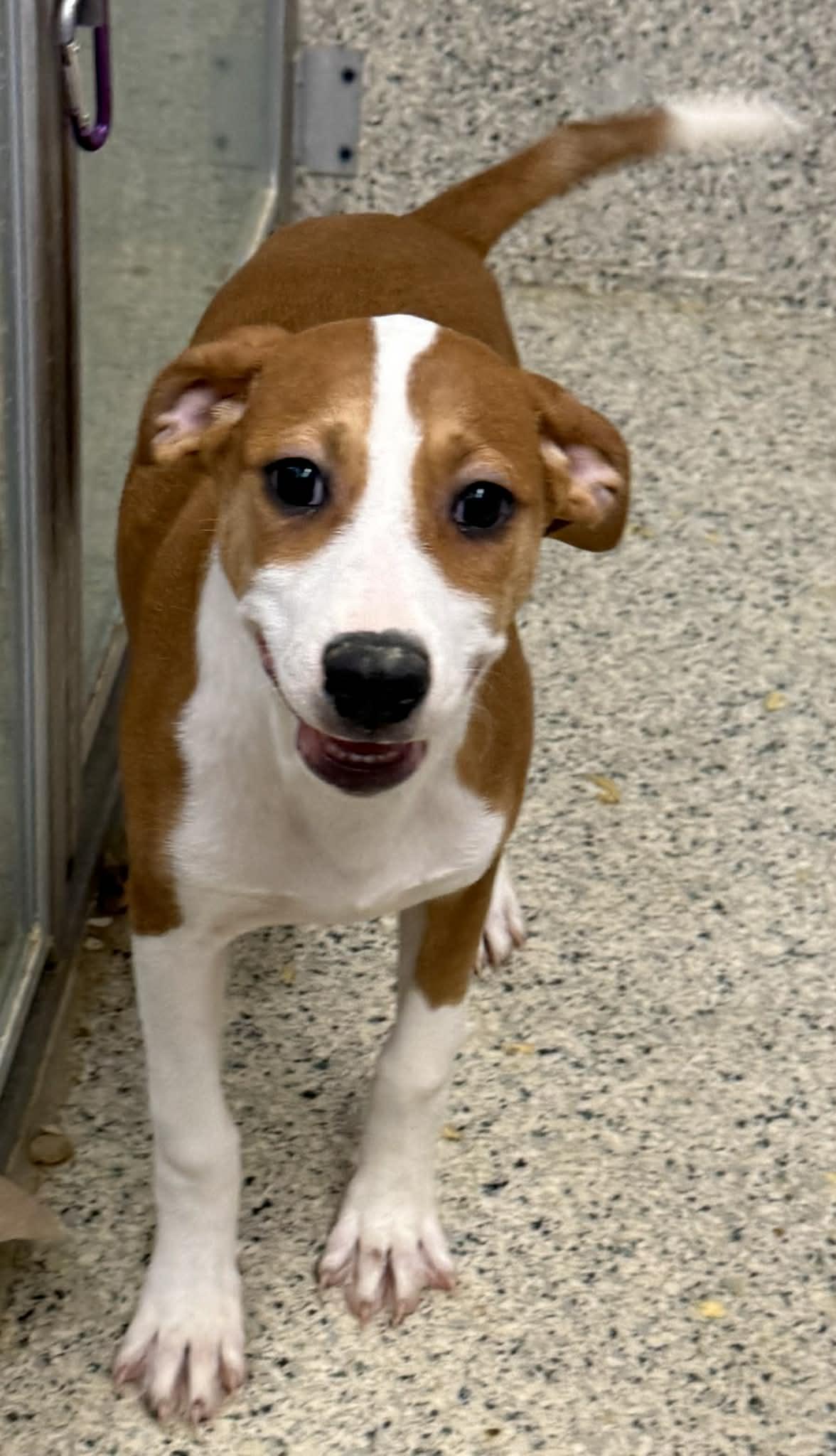 Enlarge Dennis, a Adoptable mixed breed in Mechanicsburg, PA image 3/3