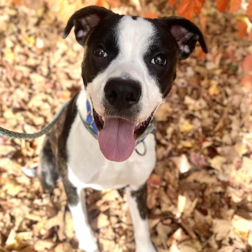 Sonic, Adoptable, Young Male Mixed Breed & Mixed Breed.