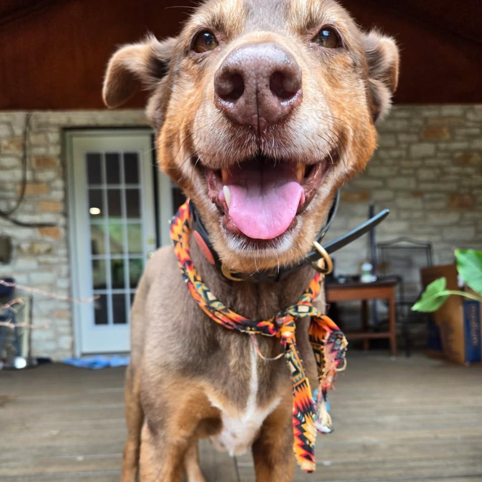Bailey, Senior Male Labrador Retriever